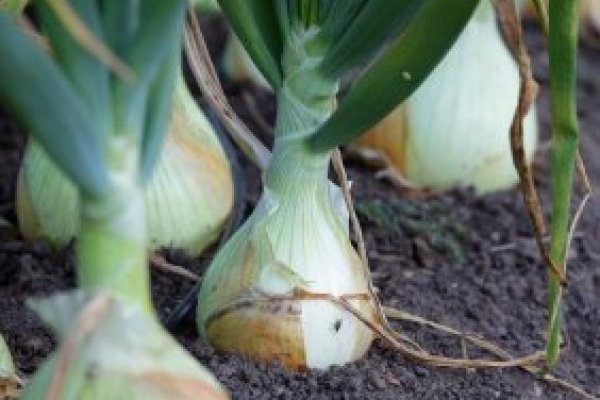 Рабочие ссылки тор bs onion info