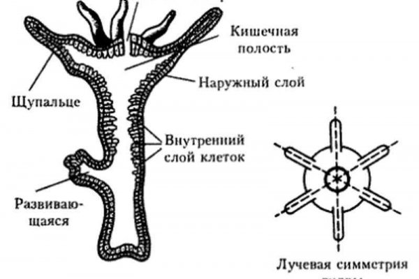 Блэк спрут ссылка bs2connect co