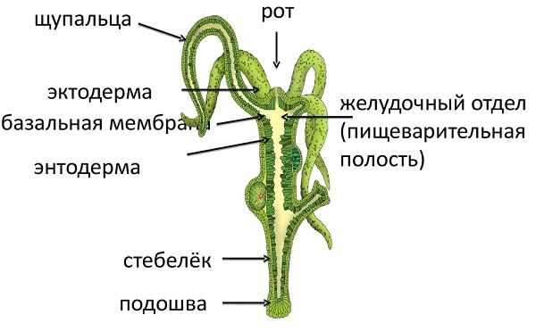 Black sprut зеркало bs2web top